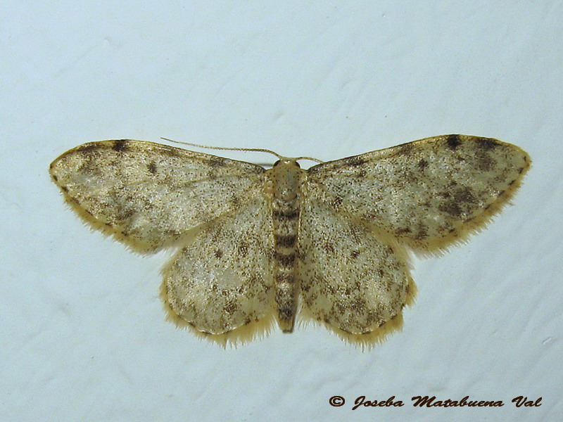 Idaea joannisiata - Geometridae